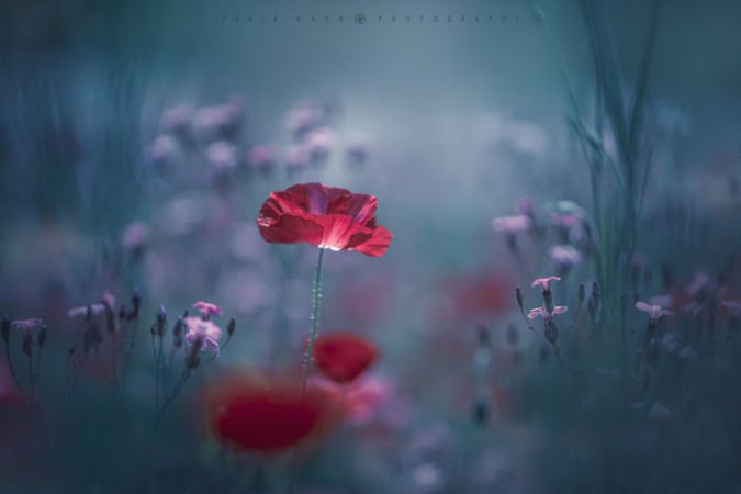 LeoAuteur's tweet photo. Pour bien finir cette journée de #détente , #plaisir de partager avec vous cette #photo de Yukie Wago, à plus tard ! https://t.co/FvOFbwll4n