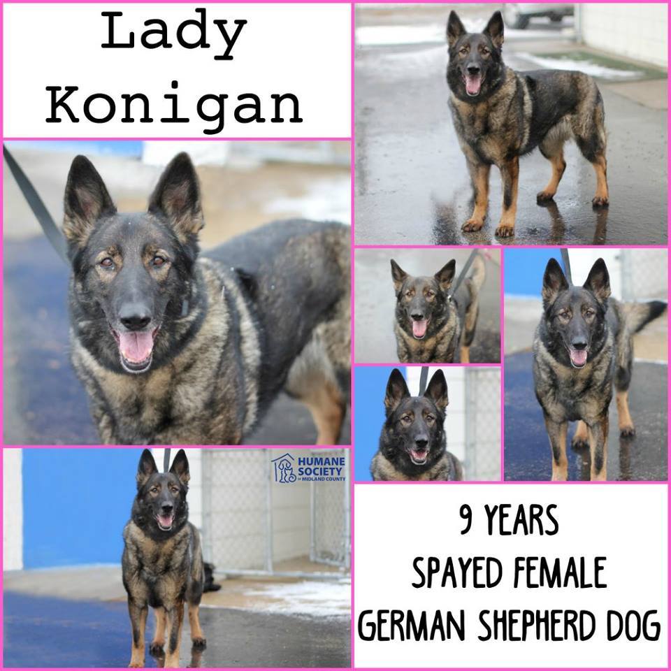 HSoMC's tweet photo. Lady Konigan is our #muttcrushmonday dog for this week! She's looking for a home as the only pet. #nofee #hsomc https://t.co/D9iiHFlO9I