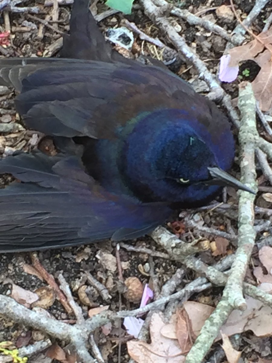 CSkrapTV's tweet image. I rescued this bird yesterday