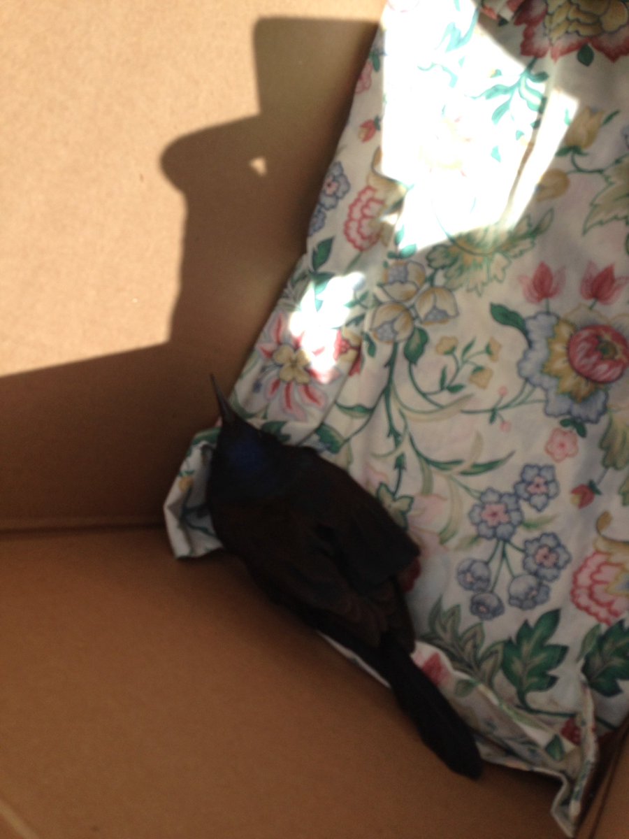 CSkrapTV's tweet image. 