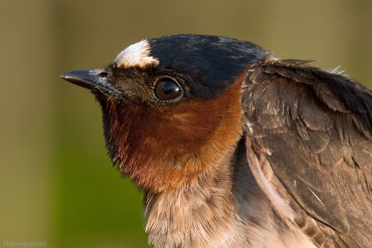 MarkBlassage's tweet photo. What a treat to get a close look at a Cliff Swallow this weekend! @SBBOBirdBanding #Birdfest2016 #migration https://t.co/b44IAqmqkN