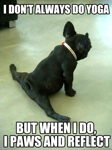 Go2Yogis's tweet photo. 😂😂😂
Start your week with a smile!
#dogsdoyoga
#go2yogis #dogs #meme #yoga #yogainspiration #yogalife #monday https://t.co/t4QLSpj29A