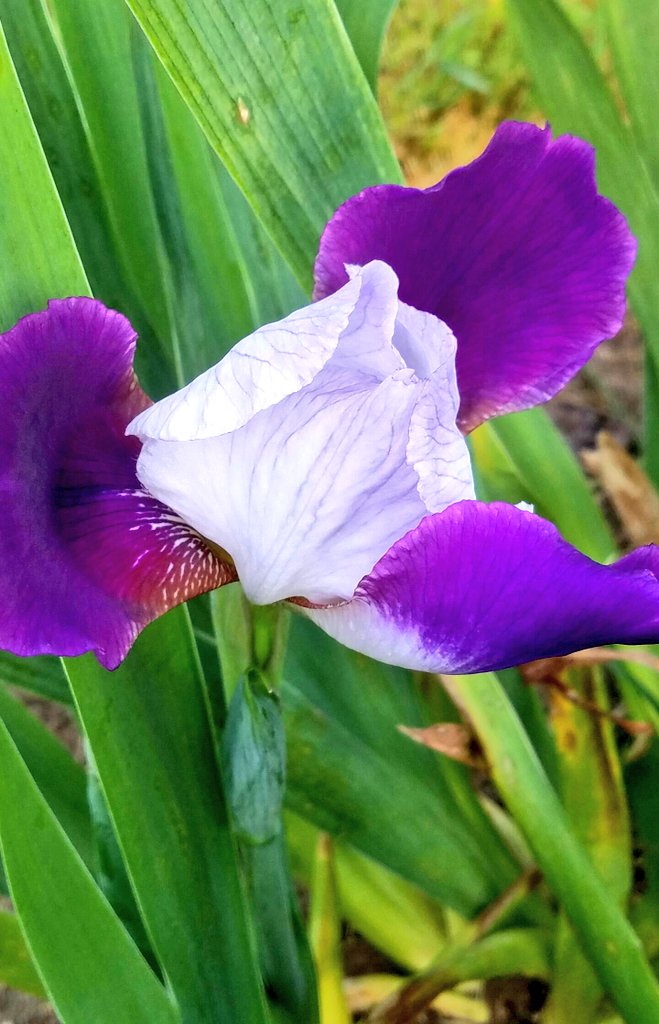 dbupintheair's tweet photo. #love my beautiful #iris #blooming all over my #backyard #may #flowers2016 #natureshots #springtime #nature https://t.co/oyl8eBgVaV
