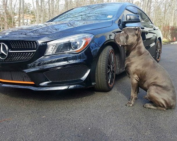 MercedesBenzUSA's tweet photo. Man's best friends. https://t.co/5g2xCjHFHD