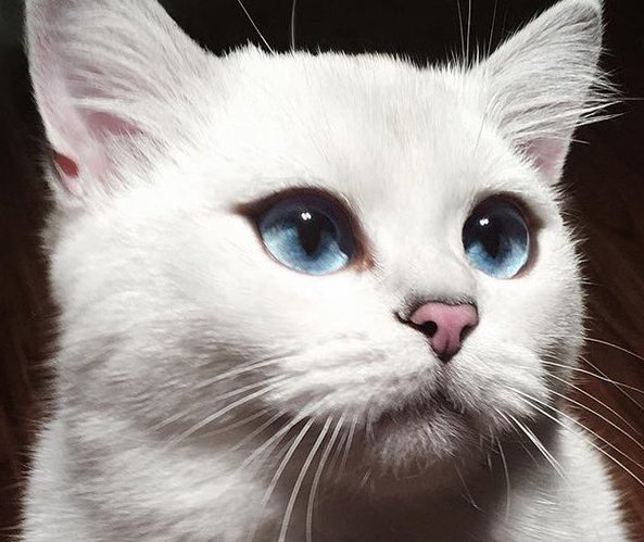 NsanurAbay's tweet photo. This cat's eyeliner is more fleek than my entire life https://t.co/H9MKarXreJ