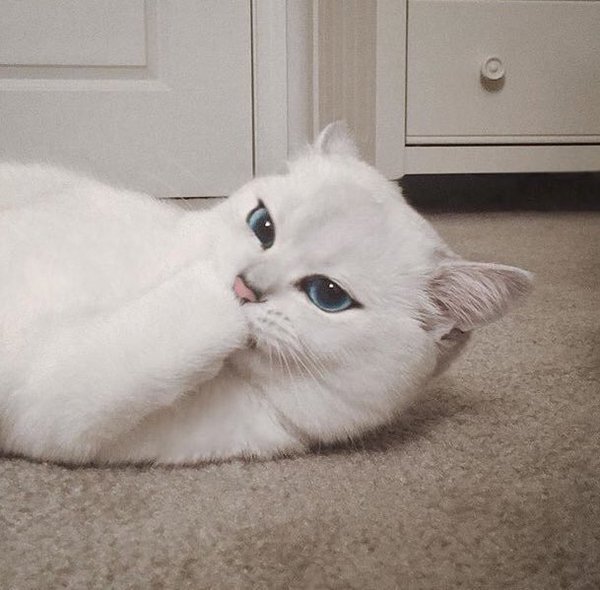 NsanurAbay's tweet photo. This cat's eyeliner is more fleek than my entire life https://t.co/H9MKarXreJ
