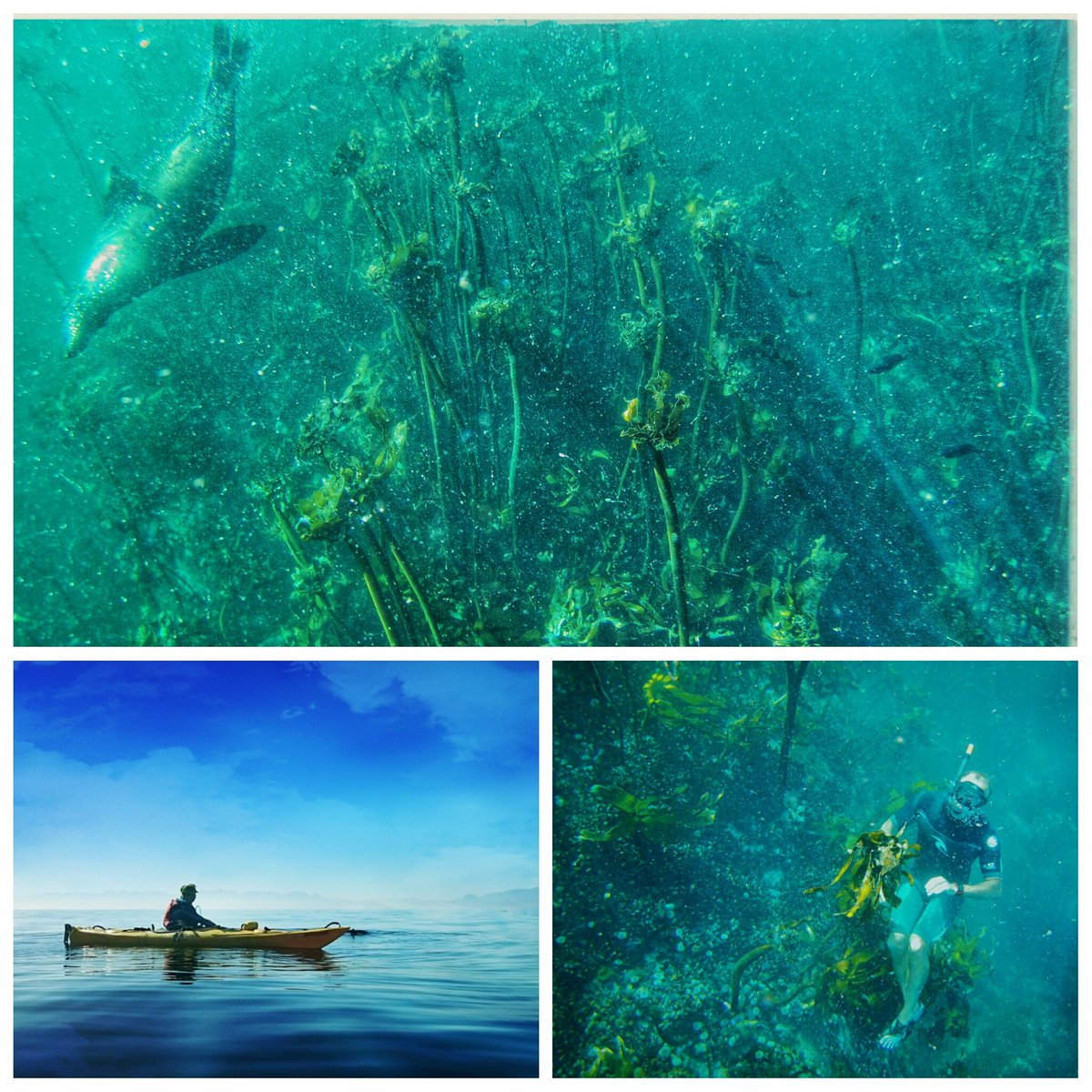 JacqMaraisPhoto's tweet photo. False Bay #freedive. Pix: #TomTomBandit ][ @TomTom_SA @gotravelbug @Sea_To_Summit @DirtyBootsGuide @2OceansAquarium https://t.co/uRGCD7YaYR
