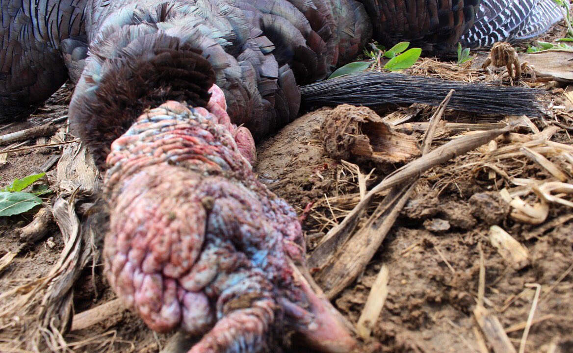 Heartland Pursuit™ tweet media