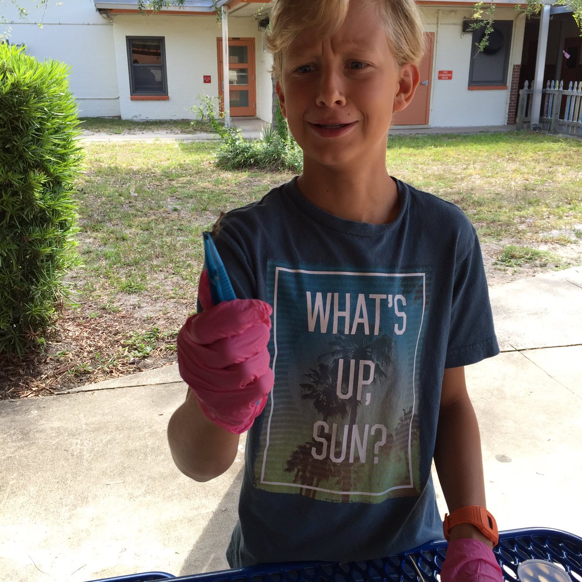 JulieReheiser's tweet photo. 5th grade owl pellet dissection! #scienceisawesome @CESWildcats @dnarieti https://t.co/Qaisl3tjB3
