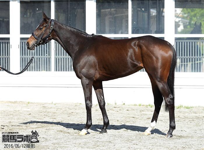keibalab's tweet photo. #シンハライト #Sinhalite
馬体解説は→
https://t.co/0kOdkk7mz6
#競馬 #keiba #オークス #優駿牝馬 https://t.co/rEsuYaWk7P