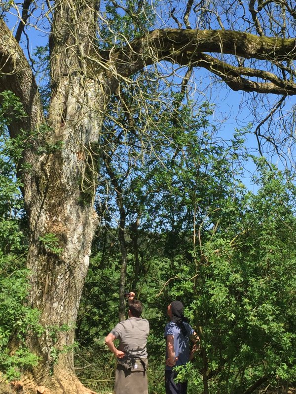 NaturalBeeTrust's tweet image. The bees have spoken loud and clear!! youtu.be/oeMK1OhRR3Y Joy and jubilation! Tears!  RT please
#treebeekeeping