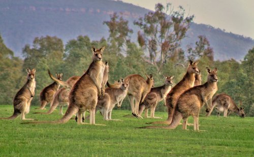 LMG_Int's tweet photo. #FOTD A group of kangaroos is called a mob. #LMG #Kangaroos #Mob #LighthouseMediaGroup #Fact #FactOfTheDay https://t.co/mO84NMv8sQ