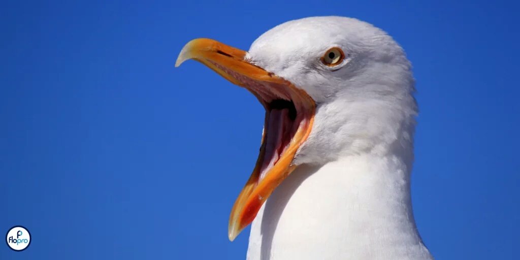 Птица даун