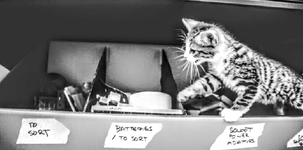 FreeEmbassyCat's tweet photo. I'm being punished by the Dark Lord, he send me to a Labour Camp. "little Gulag", he calls it. Meow
#FreeAzrael https://t.co/zzusS85iJq