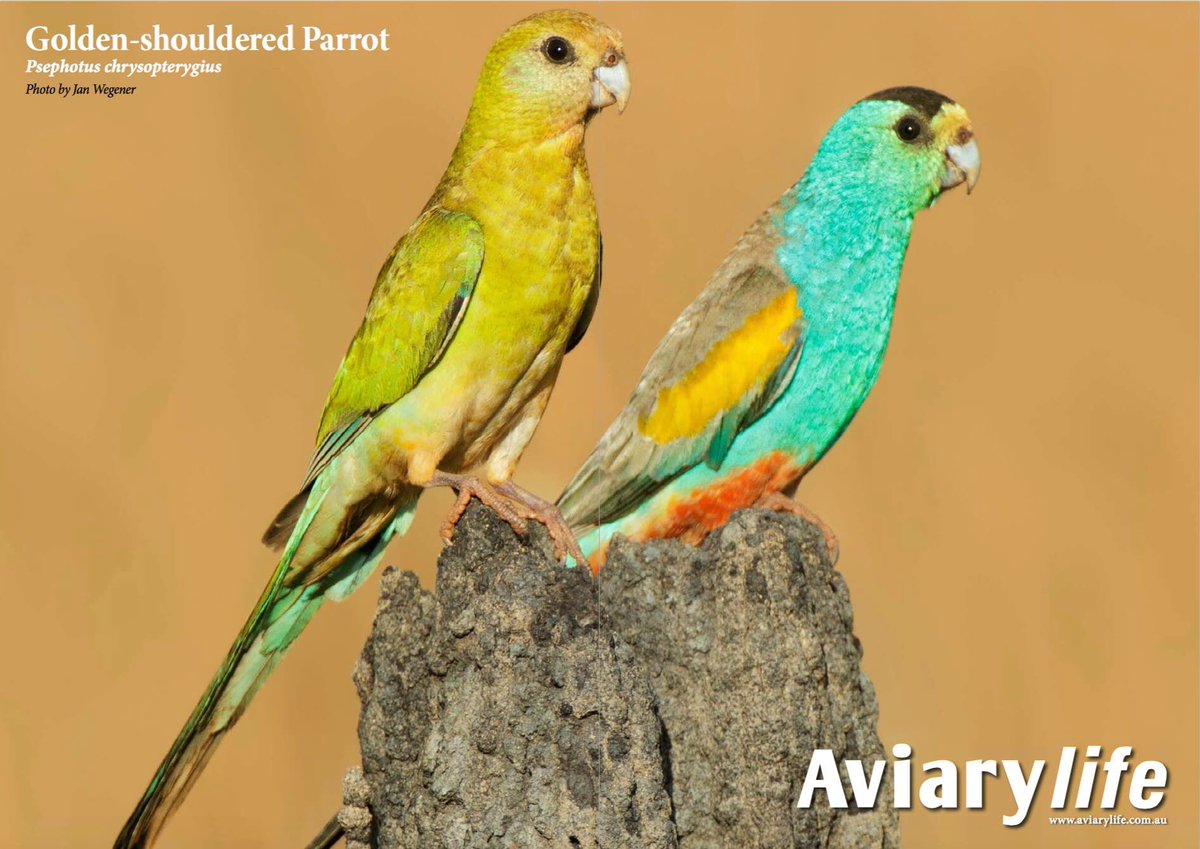 SimonDegenhard's tweet photo. Don't miss out on YOUR copy of Aviarylife Magazine Issue 02/2016!

SUBSCRIBE TODAY @ https://t.co/or6ZBRQNv2 https://t.co/WKPetS110E