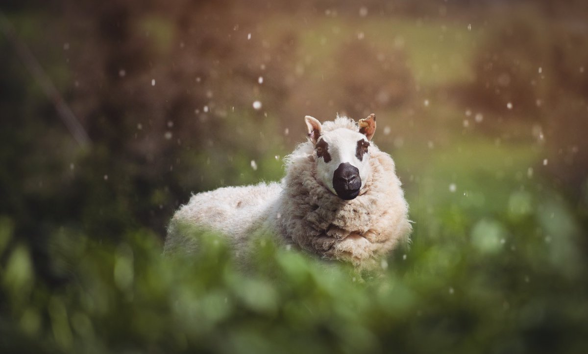 alidixon's tweet photo. The wonderful Kerry Hill #Sheep! Aka #PandaSheep #wildlife #somerset #bath #England https://t.co/Jc5TqyOhmC
