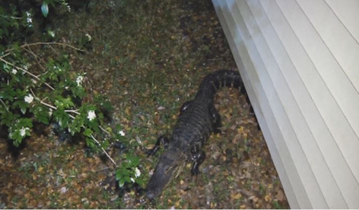 #Gator seen roaming the neighborhood of #CountryWalk. bit.ly/1WAHEF8 https://t.co/03GzGjMShg