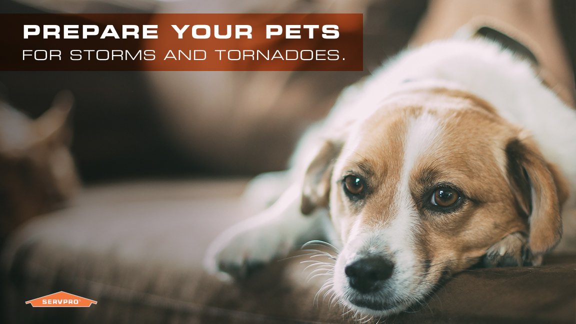 Keep your furry friend safe by having a plan in place if something goes wrong: bit.ly/24Ius1T