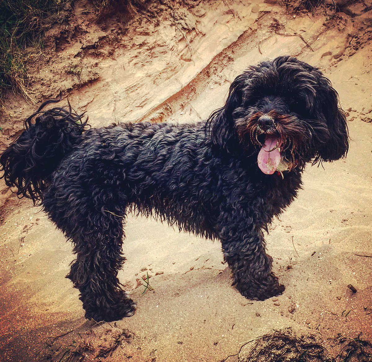 Steven_Colgan's tweet image. Took my baby out to the beach, she had an absolute blast! How can you not love that wee face?! #Beautiful