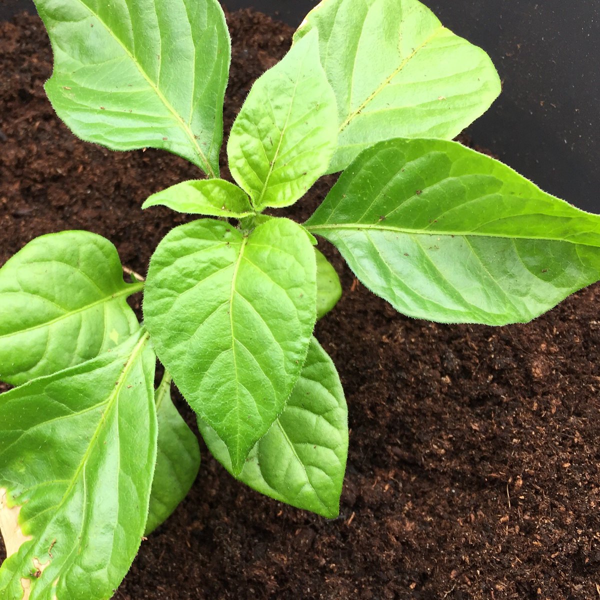 GallowayHerbs's tweet image. One of our biggest plants currently #MorugaScorpion Its a hot one 🌶 🔥