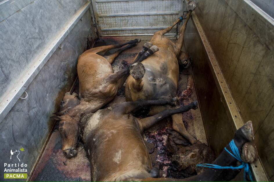 ecorepublicano's tweet photo. La otra cara de El Rocío: 5 caballos muertos (más de 100 en los últimos siete años). https://t.co/YoIAlobj6y https://t.co/KACfeKc2Ki