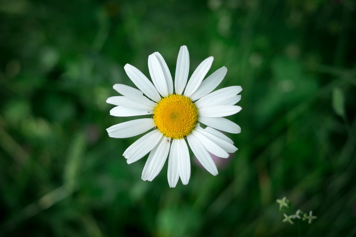 TitashPhoto's tweet photo. Lovely spring! :) https://t.co/1GNhhm189k