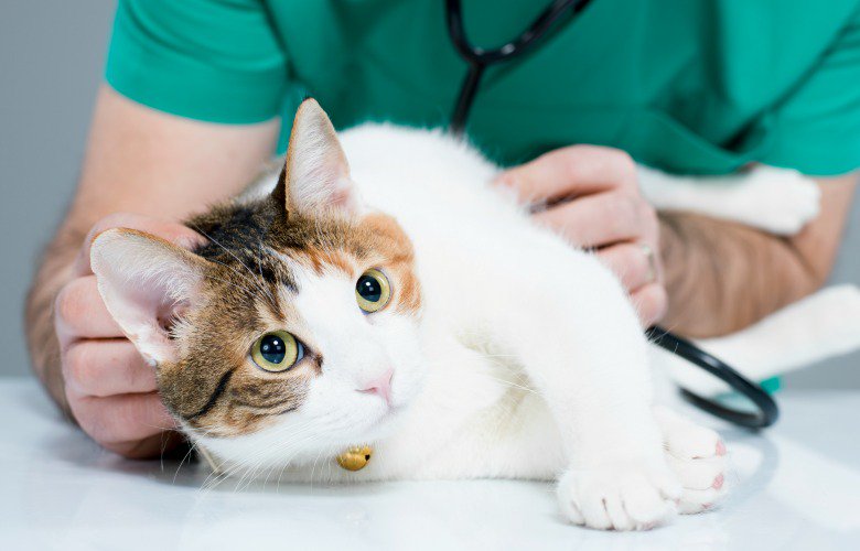 Vets4Choice's tweet photo. Our survey shows Brits β€οΈ their cats & believe in #PetsBeforeProfit. So why don't insurers? >https://t.co/jZDiIU5pCn https://t.co/E4Ufn3rIRs