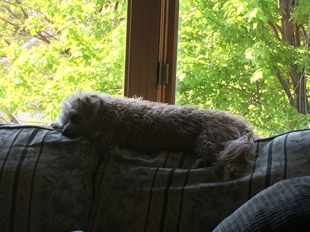 KathyAnderson29's tweet photo. Not many more Mikko naps at 4410. #movingistiring https://t.co/a5oDWikceA