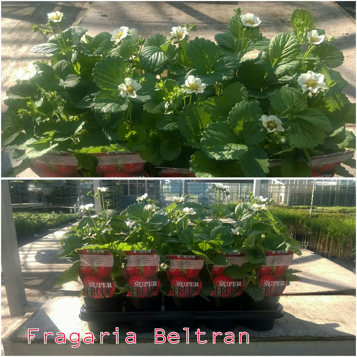 BogreenMandy's tweet photo. Fragaria! #wvwm #aalsmeer #wittebloem #aardbeien #moestuin  @FloraHolland @BOGREENPLANTS @Luushooyman https://t.co/JdWWtwLhHw