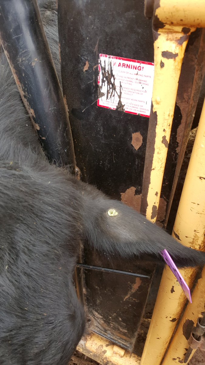 nathangreeno's tweet photo. Anyone else have this issue with CCIA tags ? Backs breaking off  #wastingmoney #angus https://t.co/rGf1fQZEhO