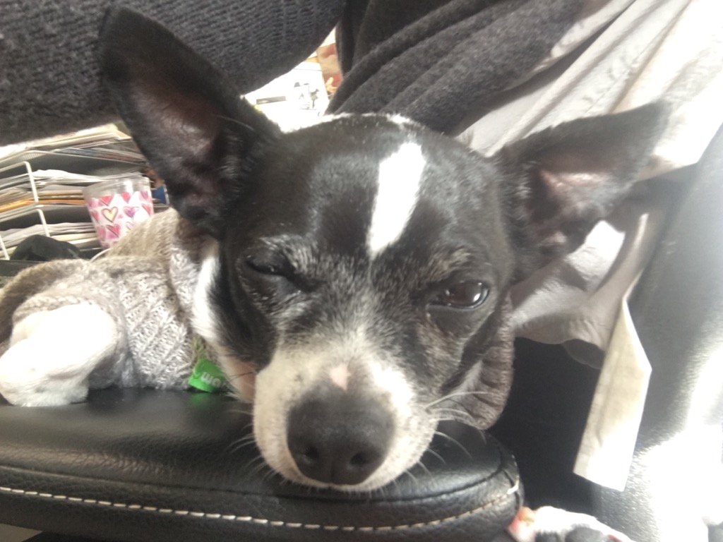 lizlewiscasting's tweet image. And now, some #MondayMotivation from Leo, the #CastingDog: "Always. Always. ALWAYS be camera ready."