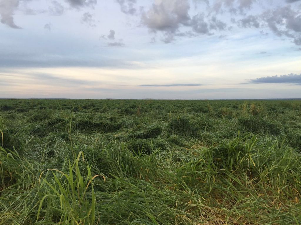 WollmannCleber's tweet photo. Green matter for no till https://t.co/Tzx17W1B9n