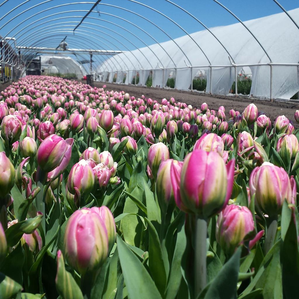 Gorgeous summer day!!!
#summer #tulips #monday #cheer #kisses #kissesforall