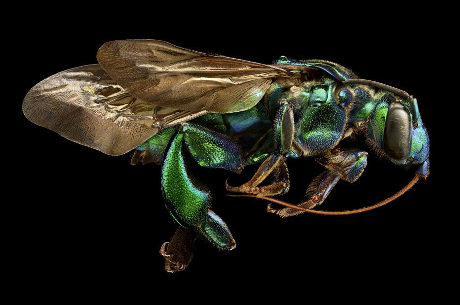 These astonishing bug closeups will convert all you haters bit.ly/27t5aaD (PHOTOS)