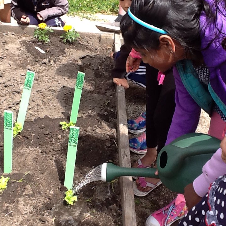 mrsarias1's tweet photo. First graders planting celery and marigolds in our garden!! #ivyhillleague https://t.co/ksxzWxdAAh