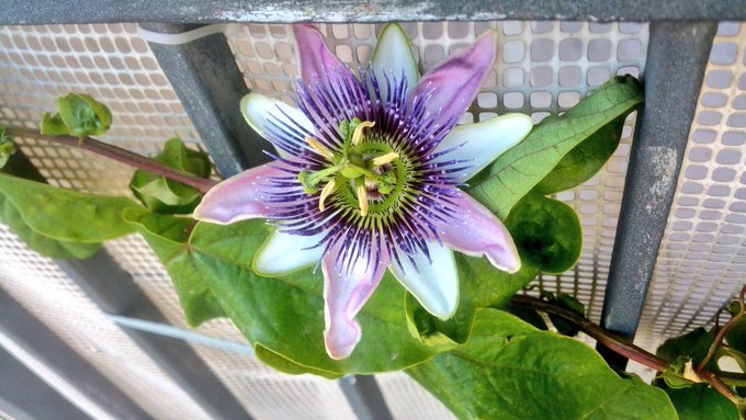 Mis plantitas empiezan a dar sus flores #passiflora https://t.co/RiVpZCRzbW<a href="/tag/passiflora"class="tags">#passiflora</a>