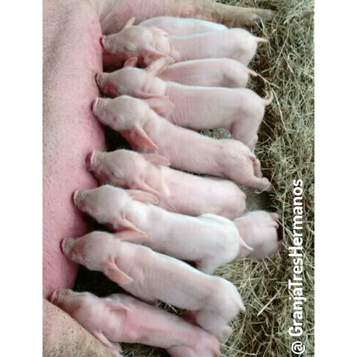 Granja3Hermanos's tweet photo. Excelente inicio de semana!
#porcicultura #ganaderia #Lechon #Lechones #Tabasco #Villahermosa #Jalapa #Tacotalpa https://t.co/ihb6yMpWbC