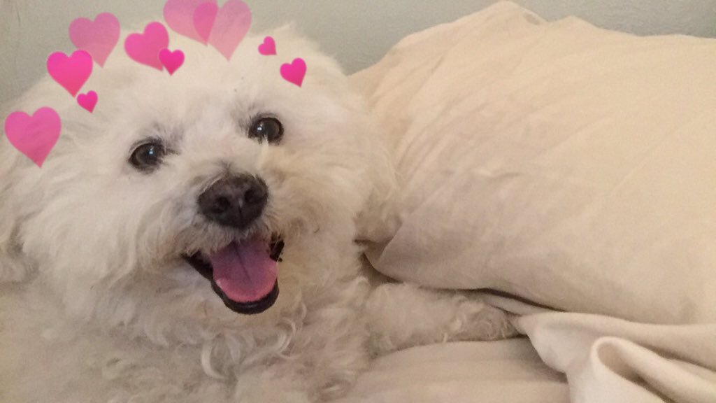 hearts on puppies (@heartsonpups) on Twitter photo 