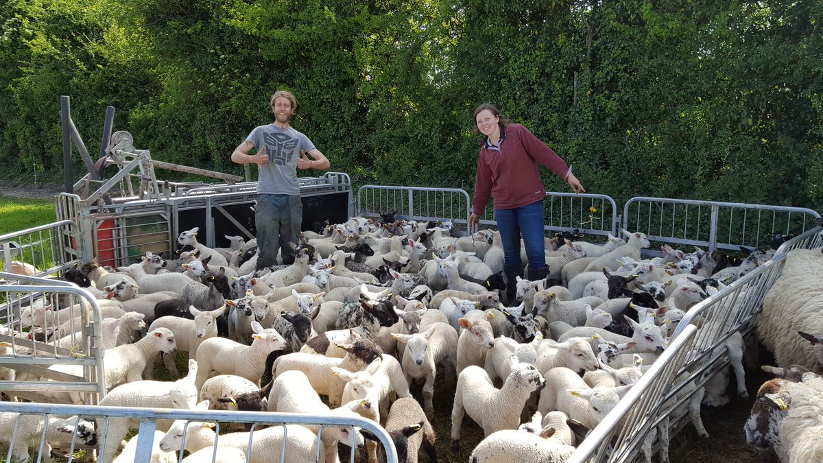 TravelandFarm's tweet photo. @1manandhisdogs and tilly getting it done this arvo !! Only about another 2000 to go!
#sheep365 #LambingSeason https://t.co/chr8giteE1