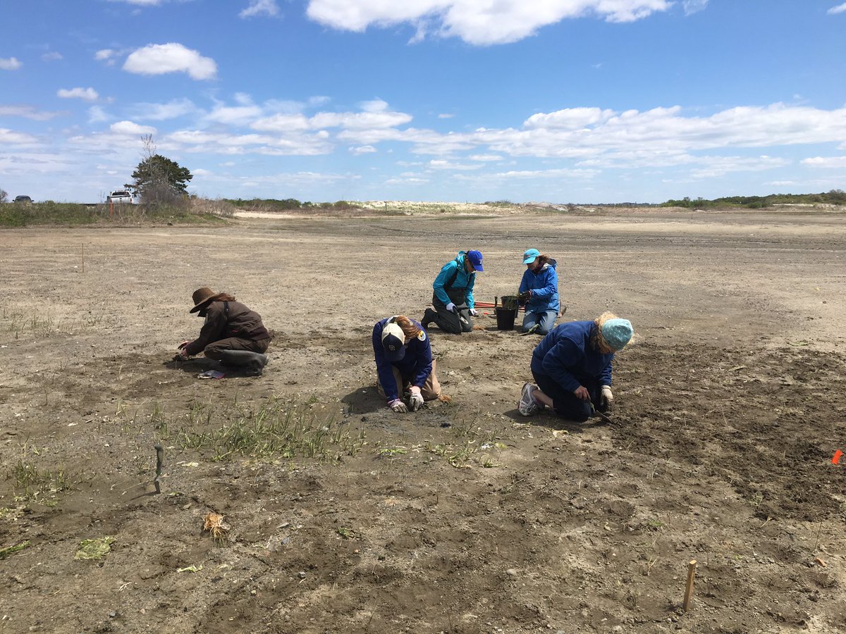 CoastkeeperRI's tweet photo. Replanting #spartina at restored #sachest #saltmarsh with @SaveTheBayRI @USFWSNortheast @RI_CRMC #coastaladaptation https://t.co/k70pBiAe6M