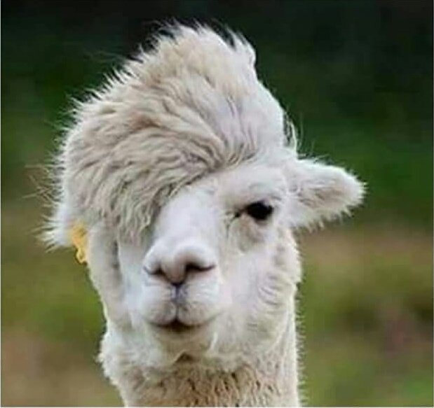mr_conneries's tweet photo. La coupe de cheveux de certaines personnes ses jours ci 😂 https://t.co/wo7llKhIGa