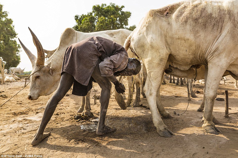 Mundari tribe in South #Sudan uses cow-urine showers and ash from dung fires smeared on the skin to fight infection