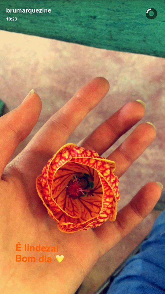 fcbrunamor's tweet photo. SOCORRO QUE GOSTAMOS DA MESMA FLOR! 😍 (Achei em casa) anw @BruMarquezine ❤🌺 ps: ela parece uma luminária https://t.co/B5eA5cxFkO