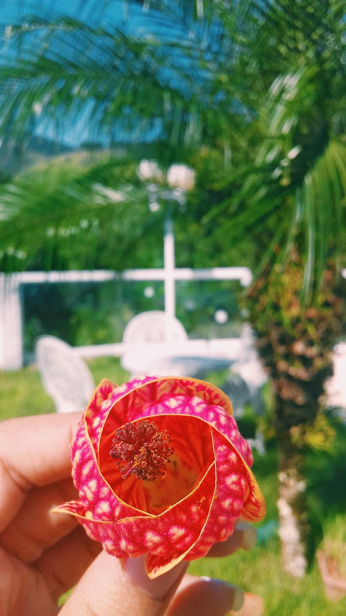 fcbrunamor's tweet photo. SOCORRO QUE GOSTAMOS DA MESMA FLOR! 😍 (Achei em casa) anw @BruMarquezine ❤🌺 ps: ela parece uma luminária https://t.co/B5eA5cxFkO