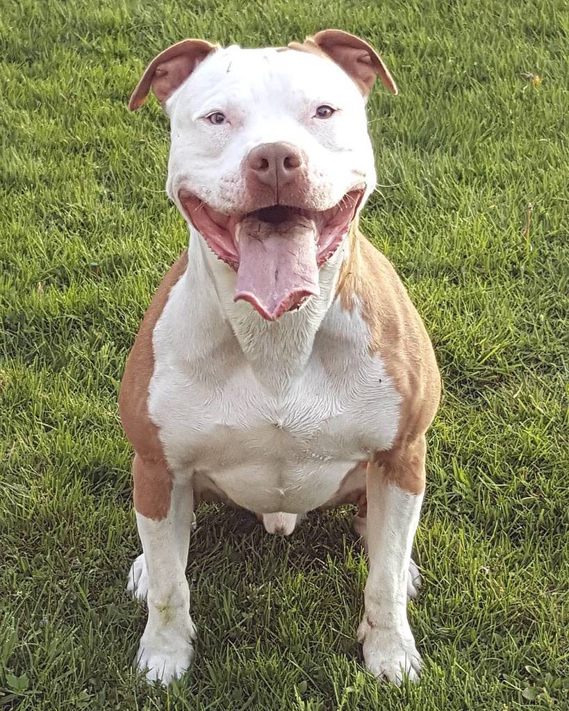 Tin_C_Astro's tweet image. ❤❤❤ #whogivesapit #ourpitpage #instapitbull #instapit #mansbestfriendisapit #pitbullslebanon #pitbullofficial #pitb…