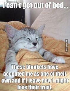 dogipack's tweet photo. We LOVE cats too! #dogipack #dogsofinstagram #adoptdontshop #rescuedogs https://t.co/VD5kBv7DfX