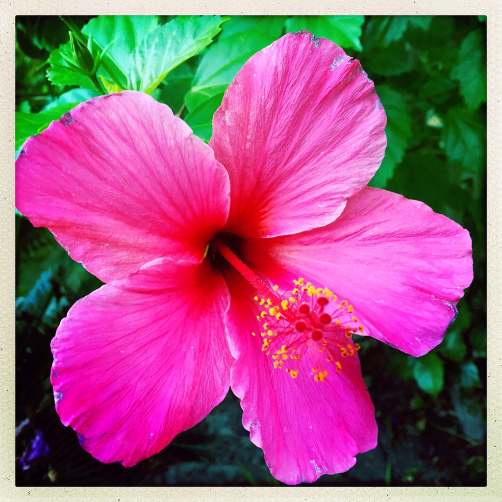TheSeedGenie's tweet photo. Monday magic! ✨✨✨ #flowers #gardening https://t.co/d38h43oPVP