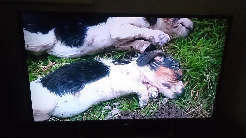 TheFamousKind's tweet photo. Don't support evil #puppydealers by buying pups online.Rescue centres have pups too.Think twice #wheresmum @pupaid https://t.co/dnBBCRXELv