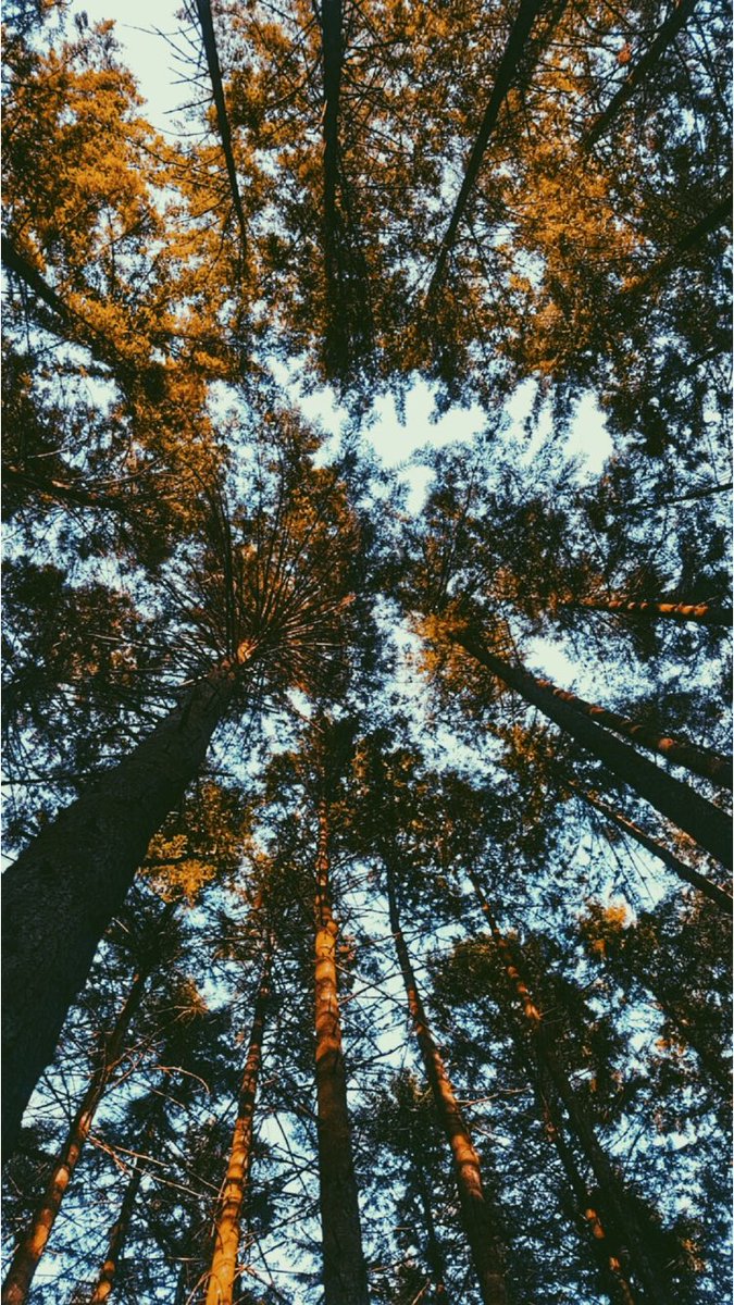 ScoutingBc's tweet photo. 📍Green timbers Park https://t.co/yXdo23PVUo