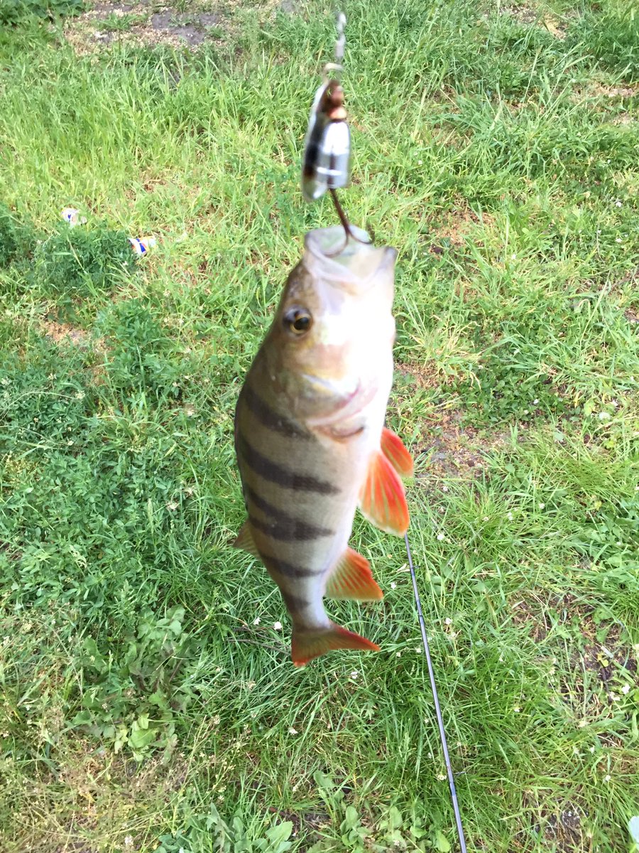 ziggler75's tweet photo. #Abendbrot ist gesichert. Die ersten #Barsche sind verhaftet 🎣🎣🎣 https://t.co/e4CNj17oUW